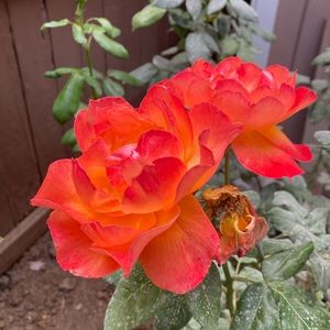 Meet your Posher, Devon